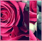 ������ ������� ���