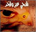 الصورة الرمزية ولد الشحي