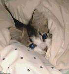 ������ ������� ������ ����� ����