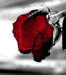 ������ ������� ��������