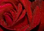 ������ ������� Red rose