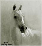 ������ ������� ��� �������