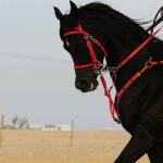 ������ ������� dxb man