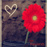 ������ ������� ����� ������