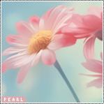 ������ ������� pearl