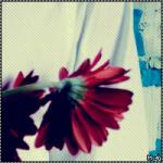 ������ ������� {���� �����~