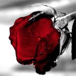 ������ ������� ����� �����