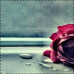 ������ ������� ����� ���