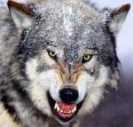 ������ ������� ����������