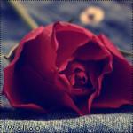 ������ ������� ������ ��������