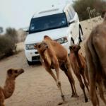 ������ ������� �������