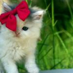 ������ ������� miss apple