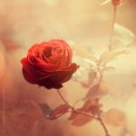 ������ ������� �������