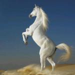 ������ ������� ���� 7