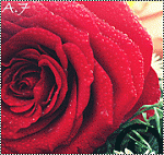 ������ ������� ����� �������