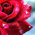 ������ ������� �� ����