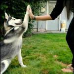 ������ ������� ���� ������