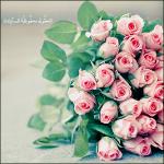 ������ ������� sh.al3in