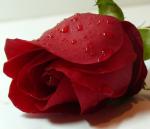 ������ ������� ����� �������