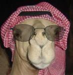 ������ ������� ���� �����