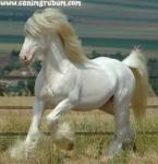 ������ ������� ������