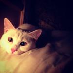 ������ ������� G6G6