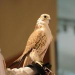 ������ ������� �������� �����