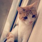 ������ ������� 5wla